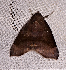 Bastilla hamatilis