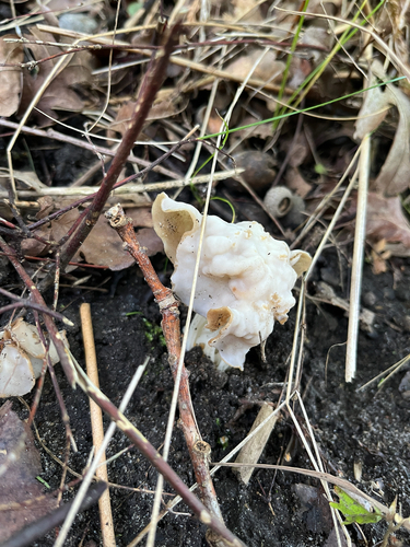 Helvella crispa — no rights reserved