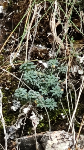 Blue Saxifrage