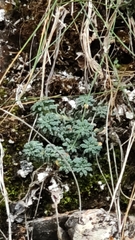 author not stated, no rights reserved Saxifraga caesia, photograph author not stated, no rights reserved