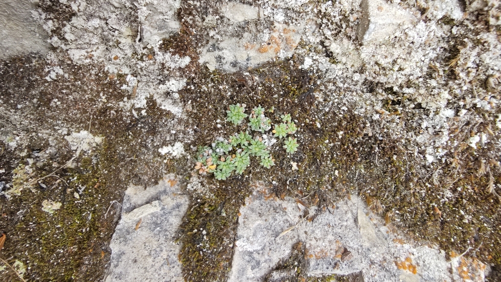 Saxifraga caesia; photograph author not stated, no rights reserved