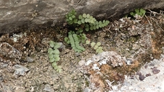 Asplenium viride
