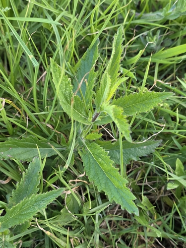 Verbena incompta