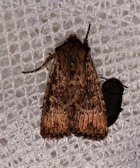 Dasygaster padockina