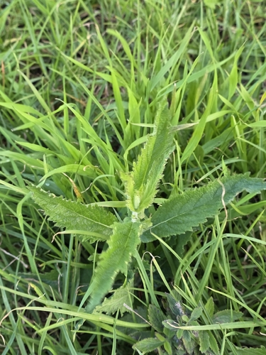 Verbena incompta, photograph 2