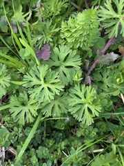 Geranium dissectum, photograph author not stated, no rights reserved
