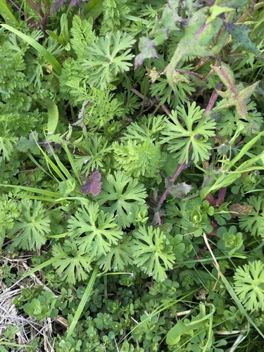 Geranium dissectum, photograph 3