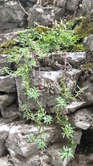 Saxifraga aizoides, photograph author not stated, no rights reserved