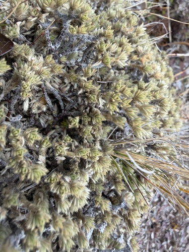 Pimelea sericeovillosa observed 2026-09-14