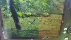 Spodiopsar cineraceus