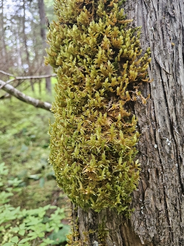 Metaneckera menziesii observed 2026-09-15