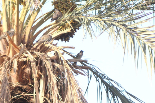 Common Bulbul