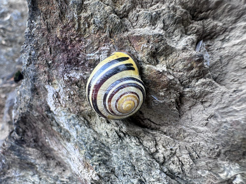 Brown-lipped Snail