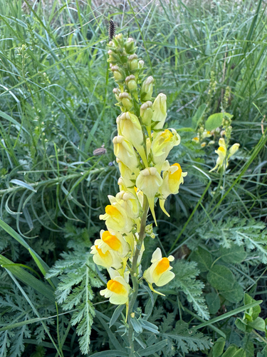 common toadflax
