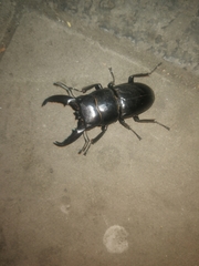Serrognathus titanus platymelus