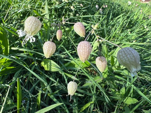 bladder campion