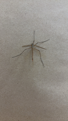 European Crane Fly