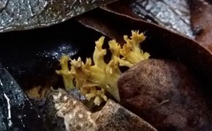 Ramaria lorithamnus