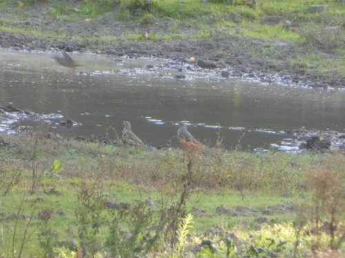 Mistle Thrush