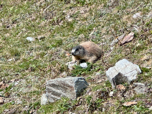 Alpine Marmot
