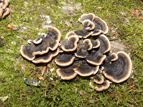 turkey-tail
