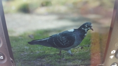 Columba livia domestica