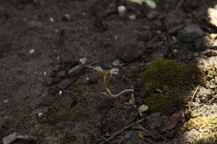 Pterostylis perculta
