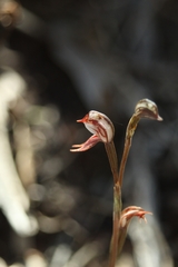 Pterostylis perculta