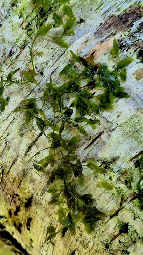 Lemna trisulca, photograph 3