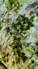 Lemna trisulca, photograph (c) Анна Митрошенкова, some rights reserved (CC BY)