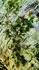 Lemna trisulca, photograph (c) Анна Митрошенкова, some rights reserved (CC BY)