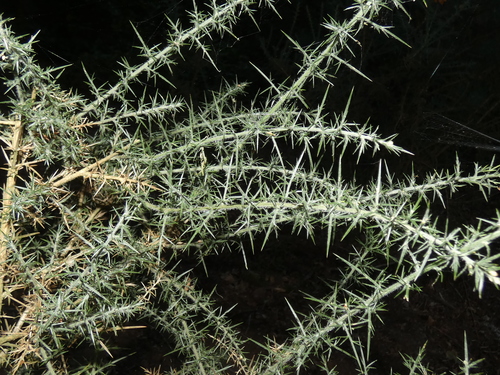 gorse