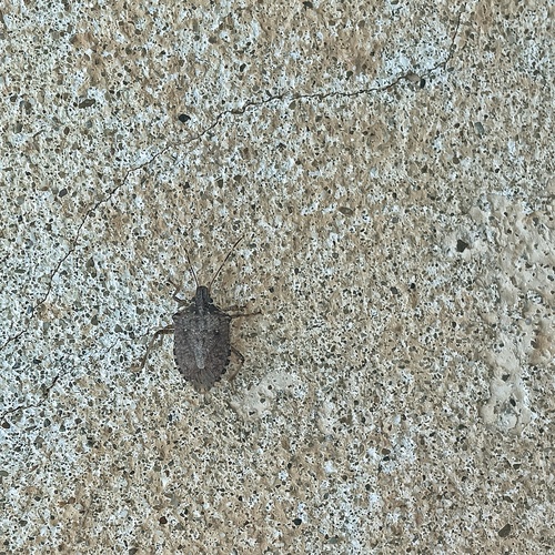 Brown Marmorated Stink Bug