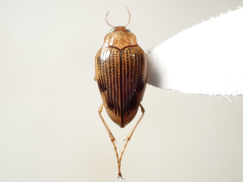 Horn's Crawling Water Beetle