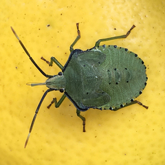Biprorulus bibax