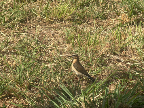 Isabelline Wheatear