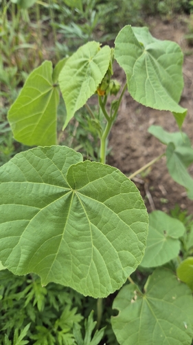 velvetleaf
