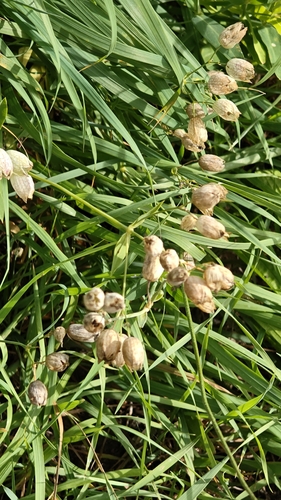 bladder campion