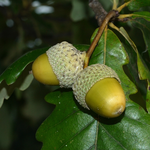 Quercus bicolor, photograph 5