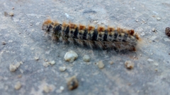 Thaumetopoea pityocampa