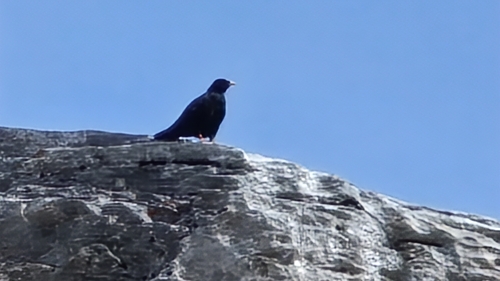 Pyrrhocorax graculus graculus