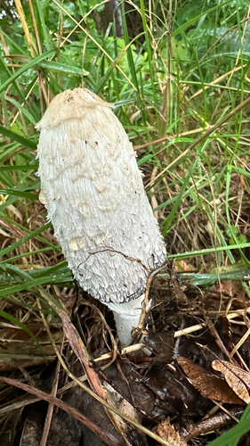 Shaggy Mane