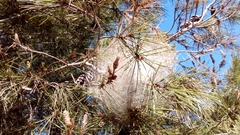 Thaumetopoea pityocampa