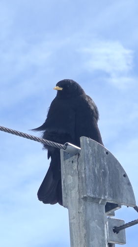 Pyrrhocorax graculus graculus