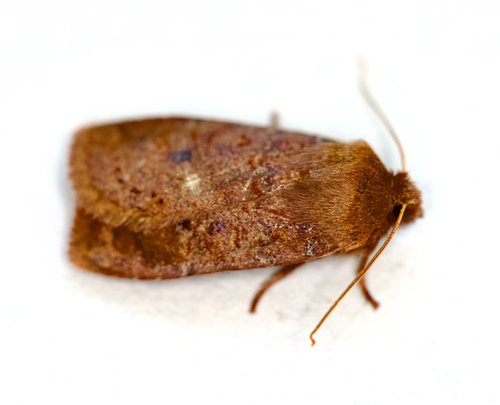 The Chestnut