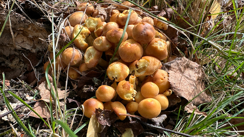 Sulphur Tuft