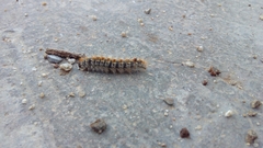 Thaumetopoea pityocampa