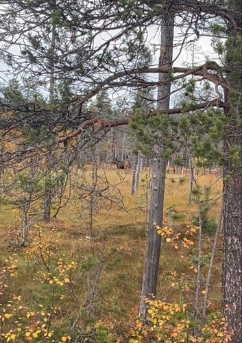 Moose