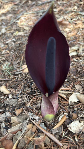 Autumn Arum
