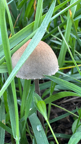 Petticoat Mottlegill